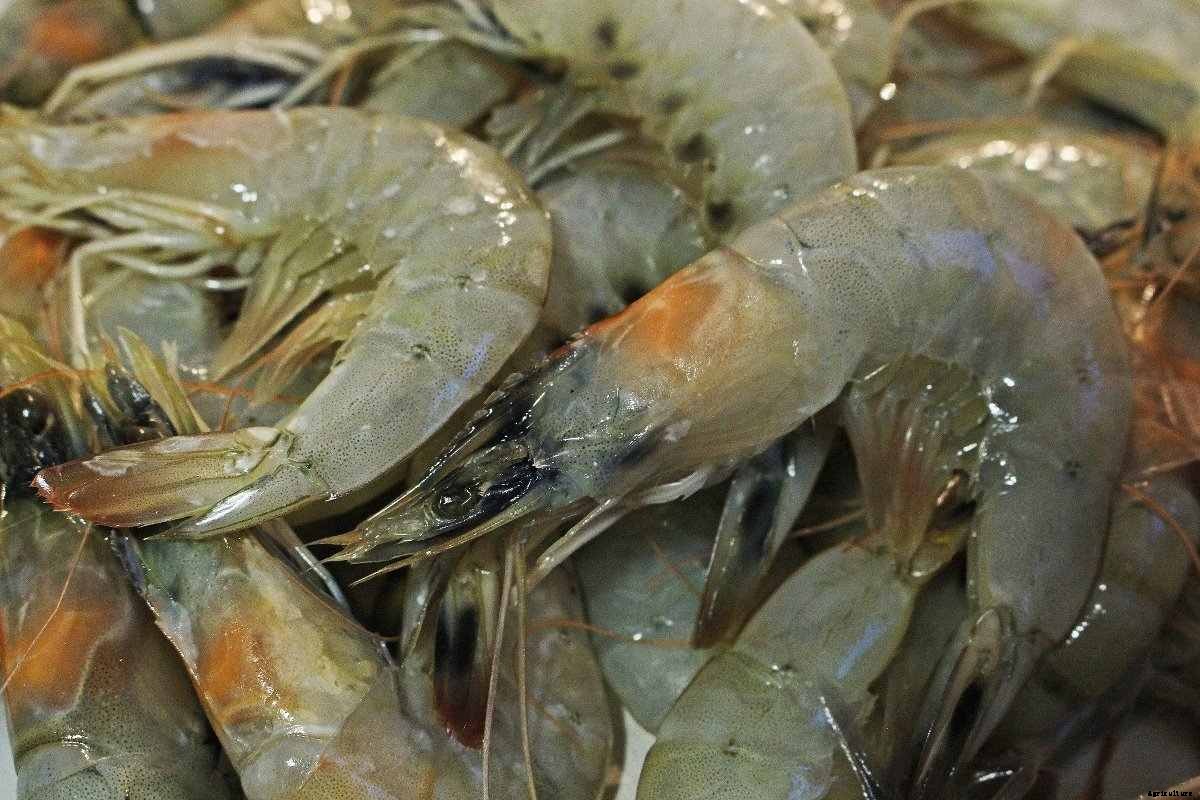 Organic Shrimp Farming – Prawn Production Practices