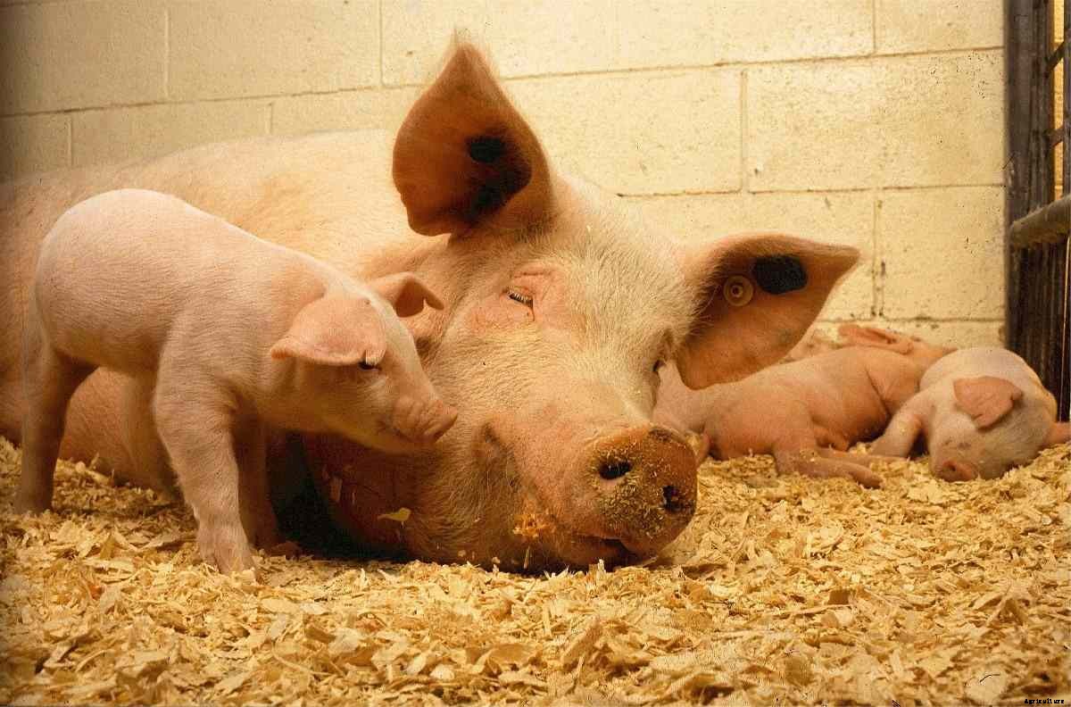 Organic Pig Farming, And Production Guide