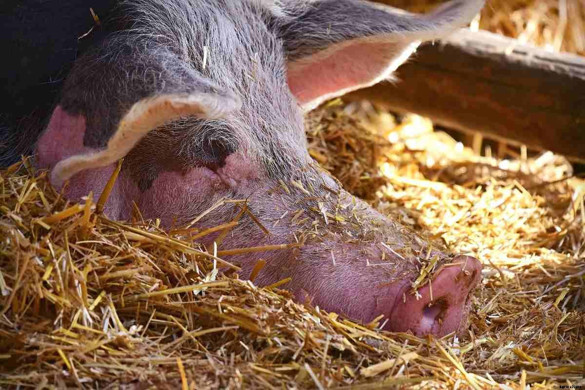 Organic Pig Farming, And Production Guide
