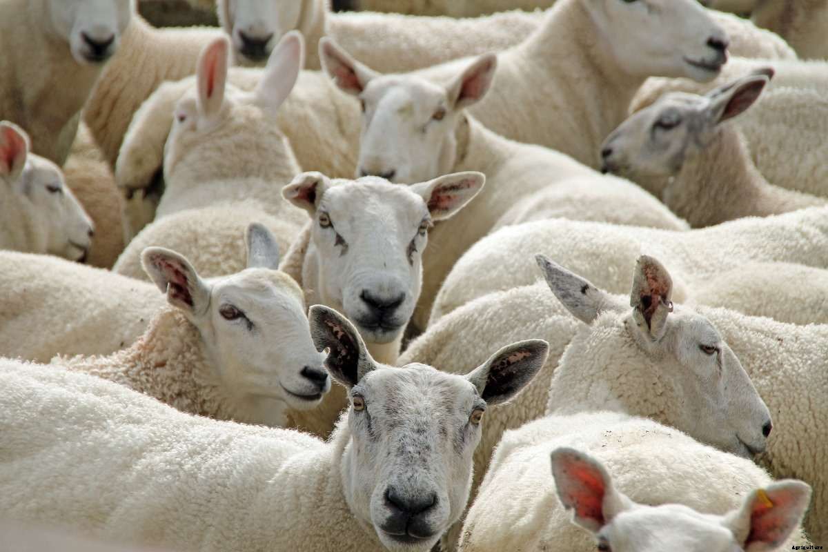 Organic Sheep Farming and Production Guide