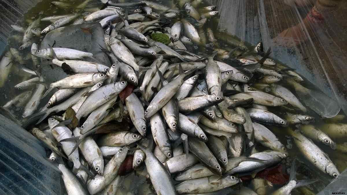 Milkfish Farming, Culture Methods Of Milkfish