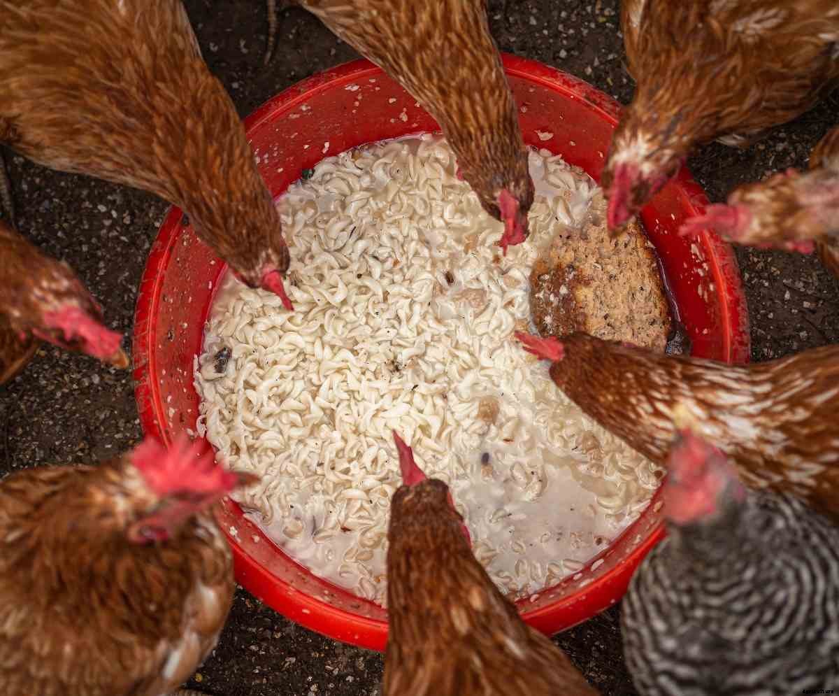 Poultry Feed Chart And Weight Chart