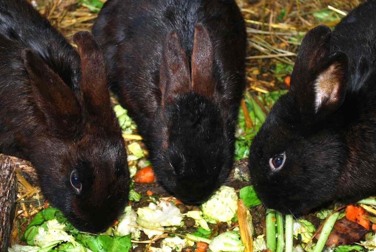 Rabbit Feed Chart and Weight Chart