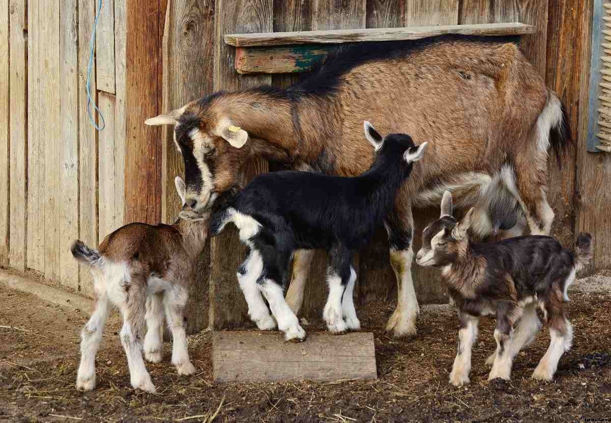Raising Goats In The Backyard – A Complete Guide