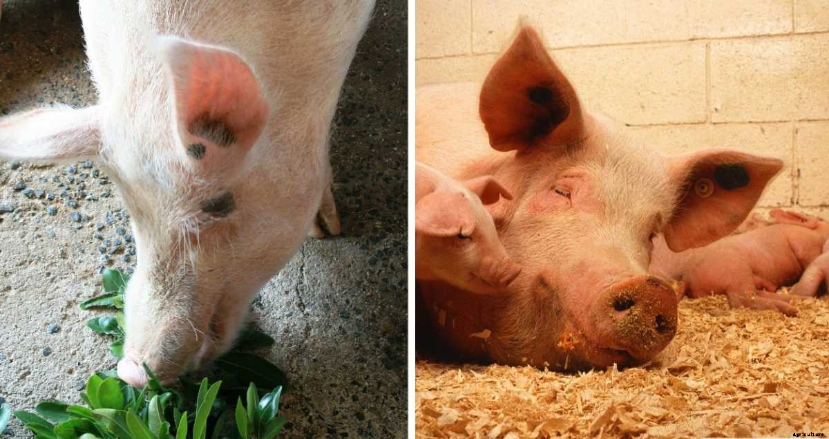Pig Feed Chart and Pig Weight Chart for Beginners