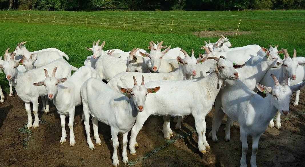 Goat Farm Business Plan in India – a Full Guide