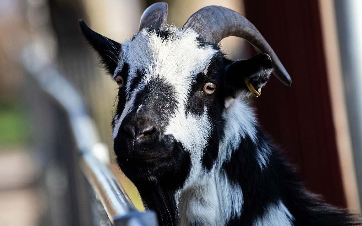 Goat Farm Business Plan in India – a Full Guide