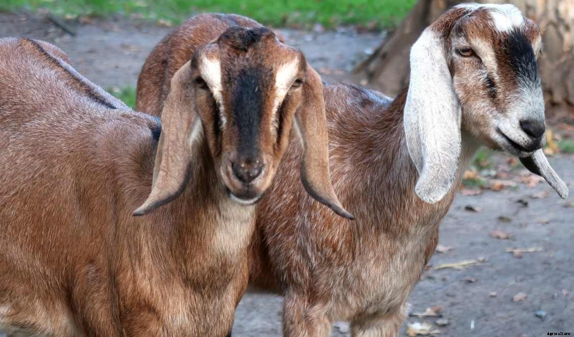 Goat Farm Business Plan in India – a Full Guide