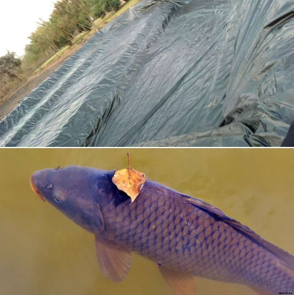 Types of Fish Ponds for Fish Farming – a Full Guide