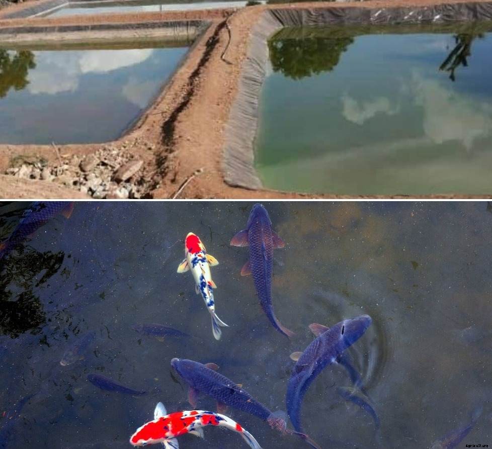 Types of Fish Ponds for Fish Farming – a Full Guide