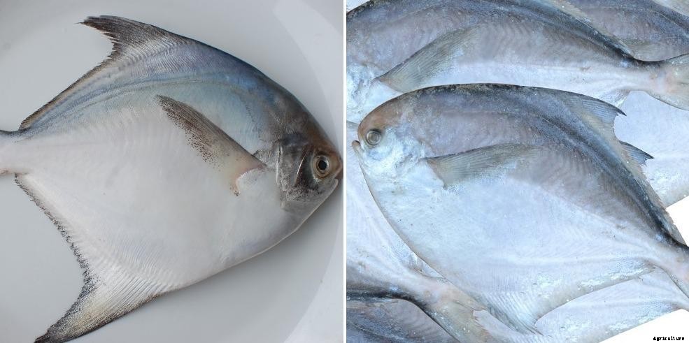 Pomfret Fish Farming, Types of Pomfrets – a Full Guide