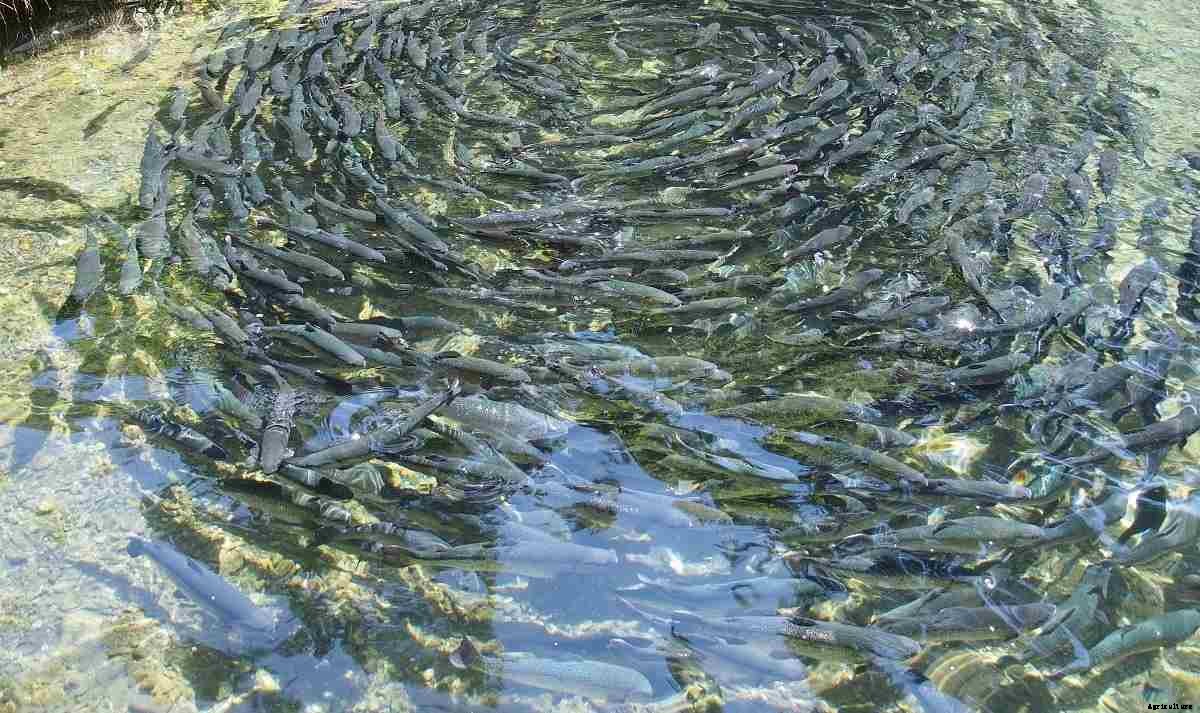 NABARD Schemes for Fish Farming in India