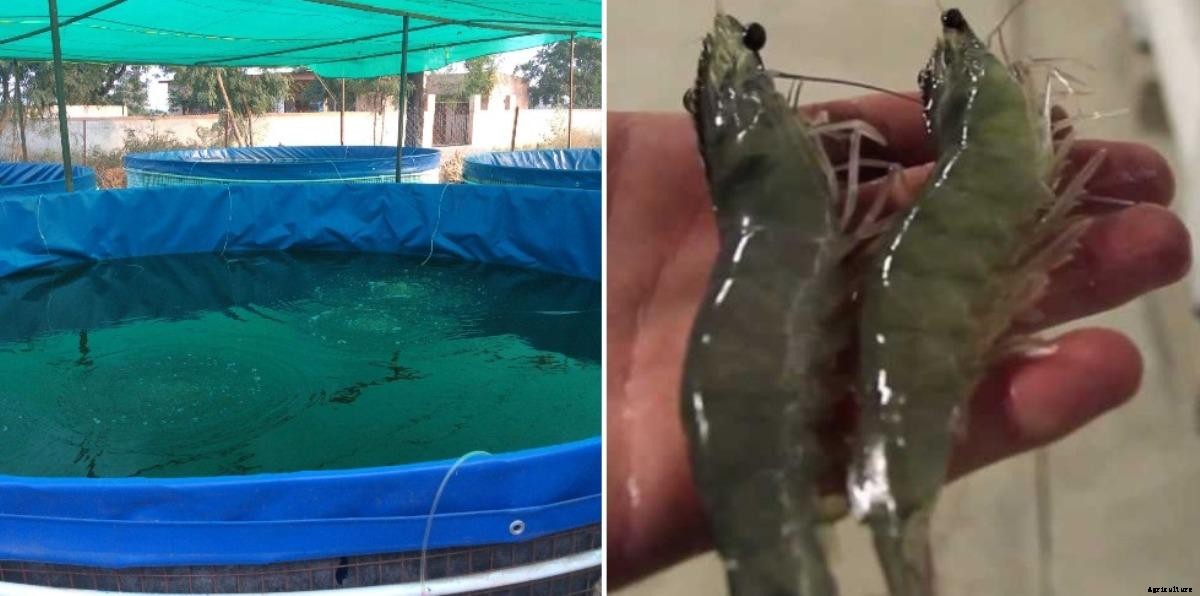 Biofloc Shrimp Farming (Prawn) – a Full Guide