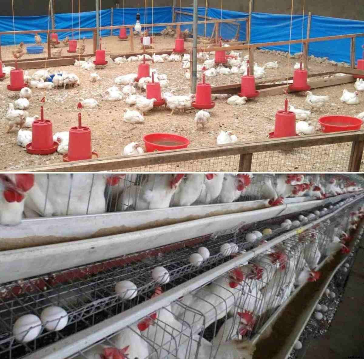 Layer Farming Project Report Model for 500 Birds