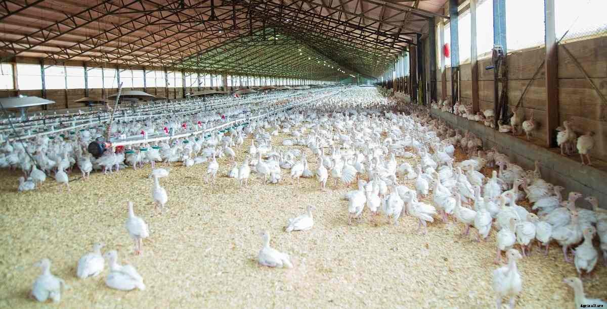 1000 Broiler Chicken Farming Project Model Report