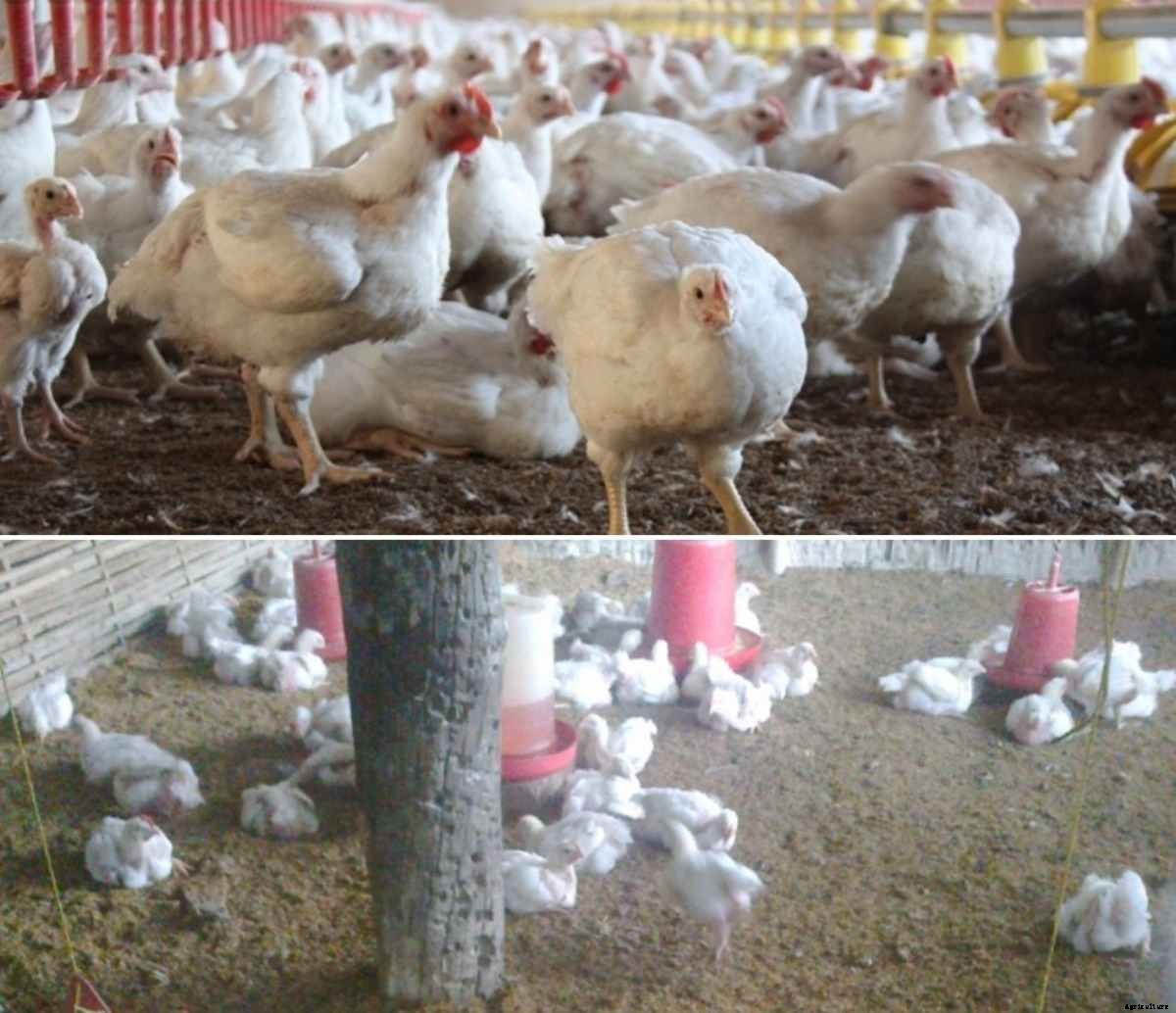 1000 Broiler Chicken Farming Project Model Report