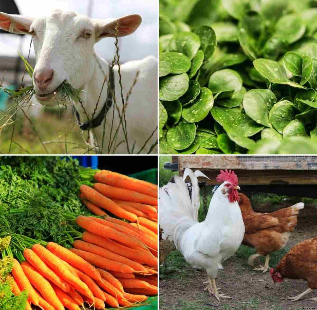 Garden Greens for Chickens and Goats – a Full Guide