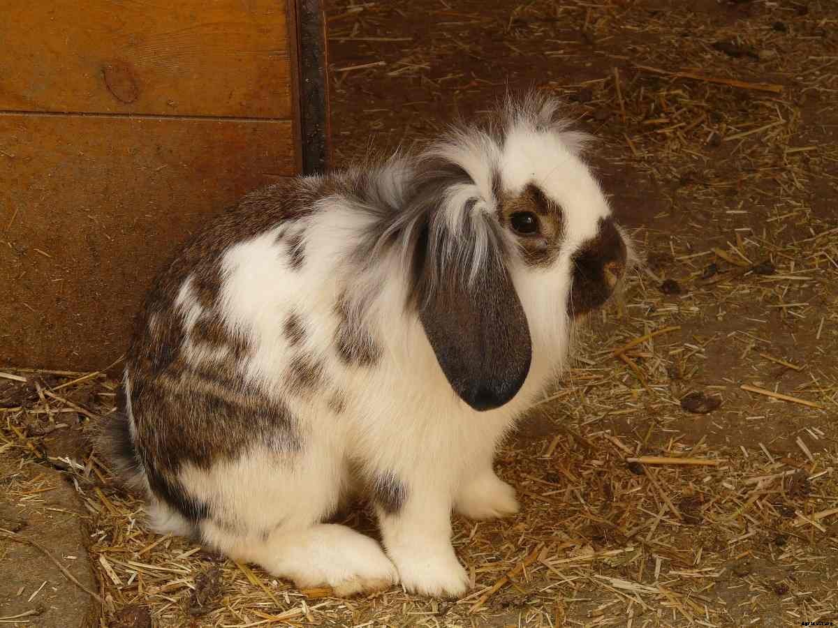 Rabbit Diseases, Treatment, Rabbit Care