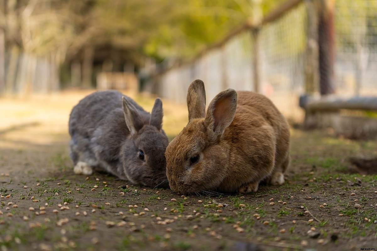 Rabbit Diseases, Treatment, Rabbit Care