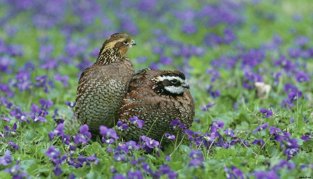 Profitable Small-scale Livestock Farming Ideas, Tips