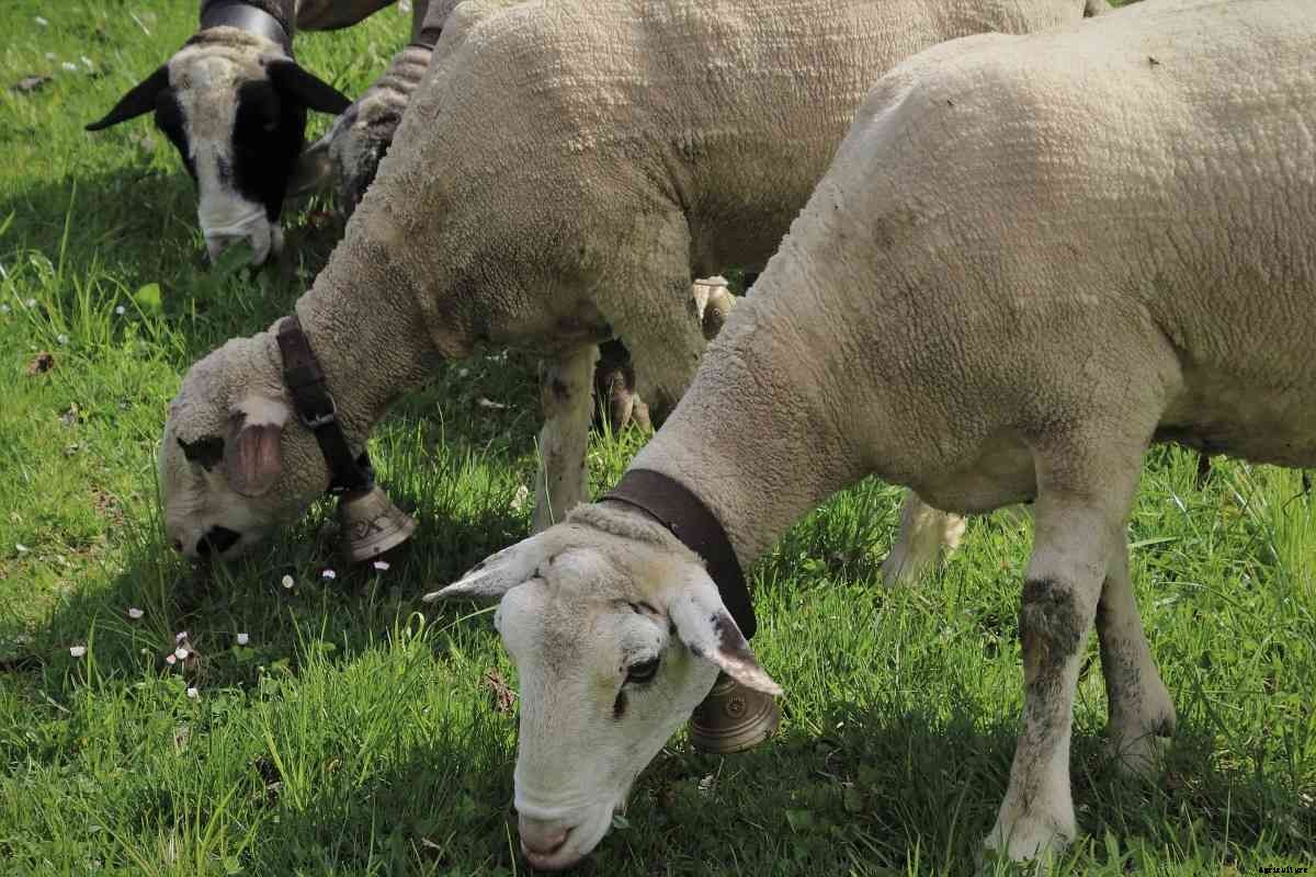 Profitable Small-scale Livestock Farming Ideas, Tips
