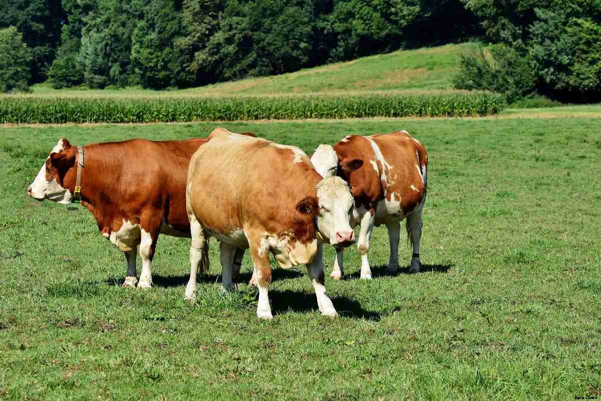 Profitable Small-scale Livestock Farming Ideas, Tips