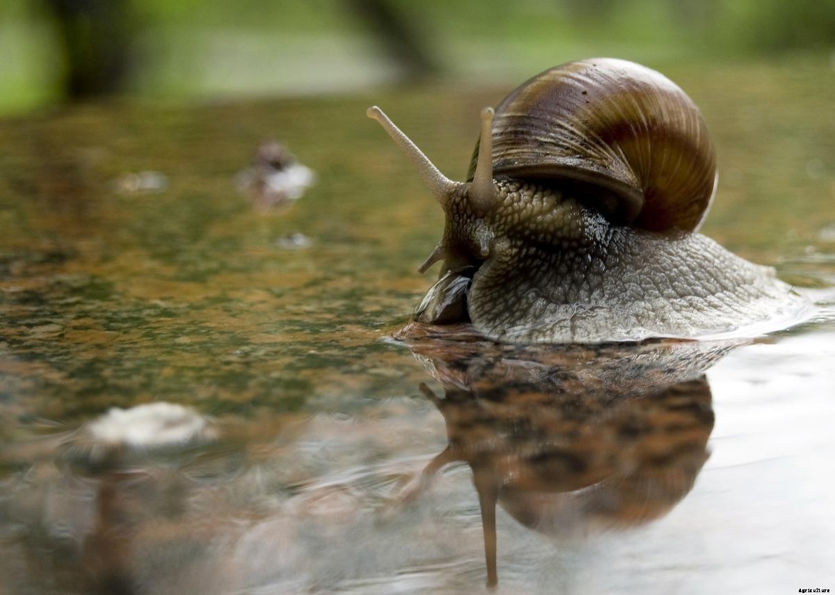 Profitable Small-scale Livestock Farming Ideas, Tips