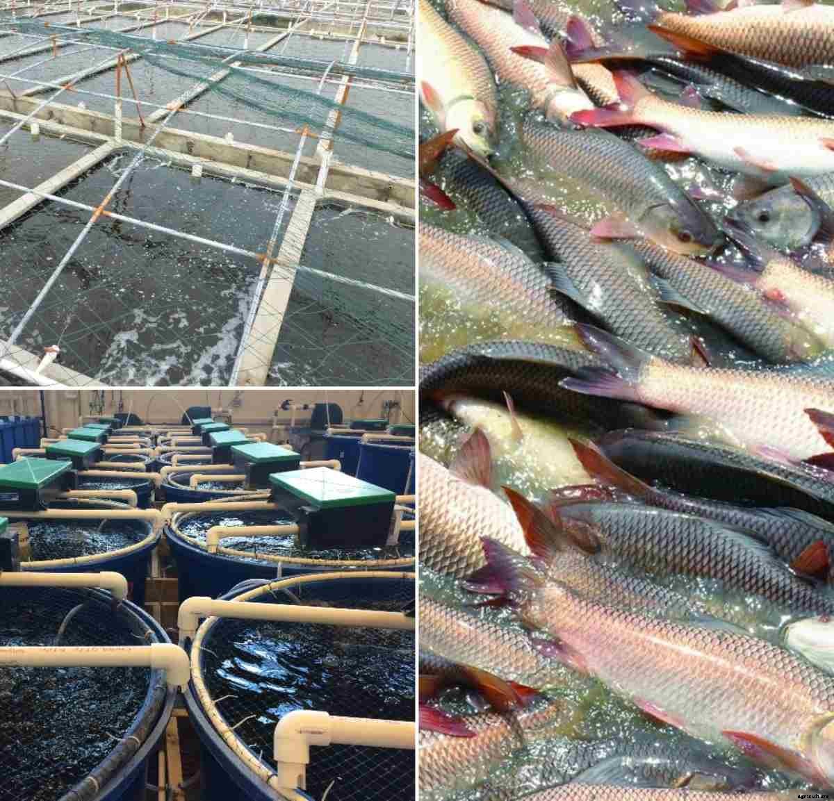 Organic Aquaculture in India, Organic Fish Farming