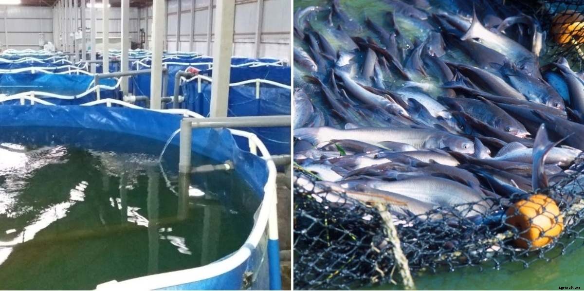 Organic Aquaculture in India, Organic Fish Farming