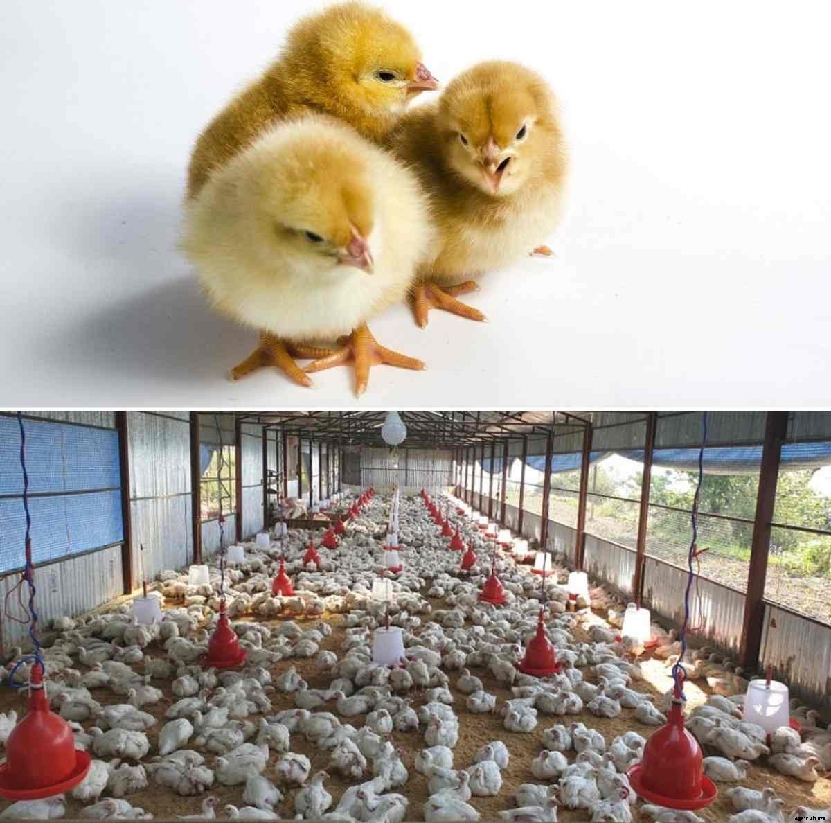 Poultry Farm Subsidy, NABARD, PVCF Schemes in India
