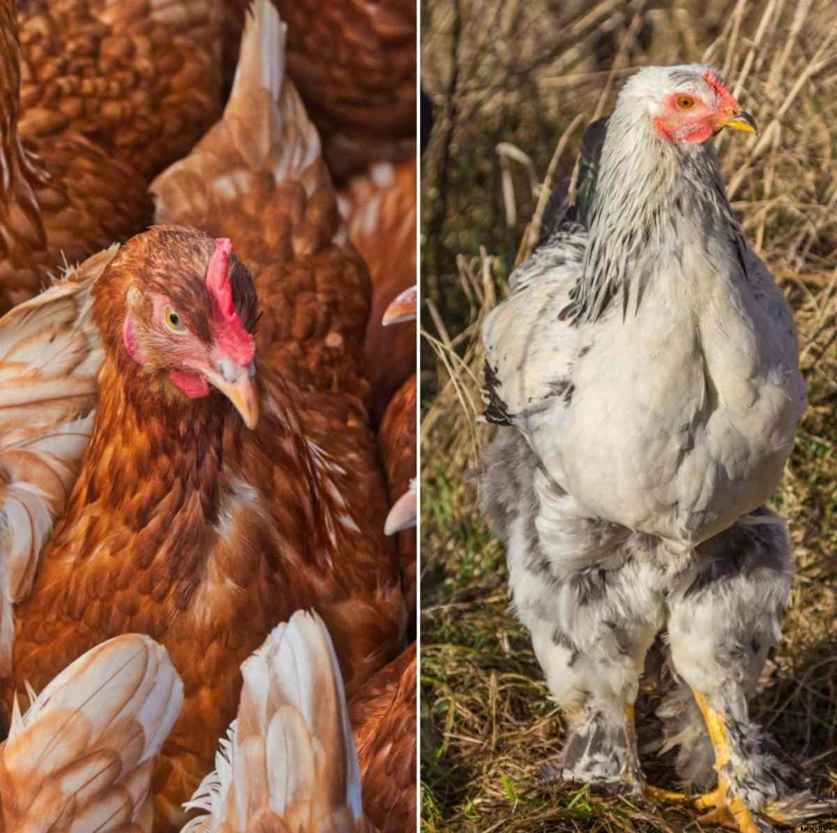 Poultry Farm Subsidy, NABARD, PVCF Schemes in India