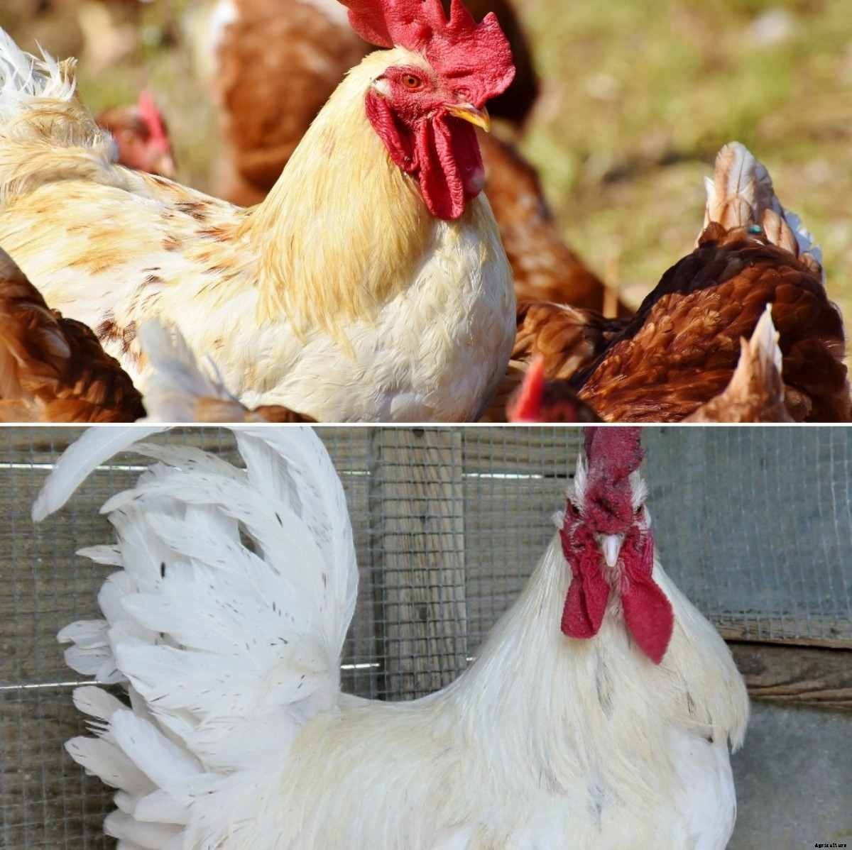 Poultry Farm Subsidy, NABARD, PVCF Schemes in India