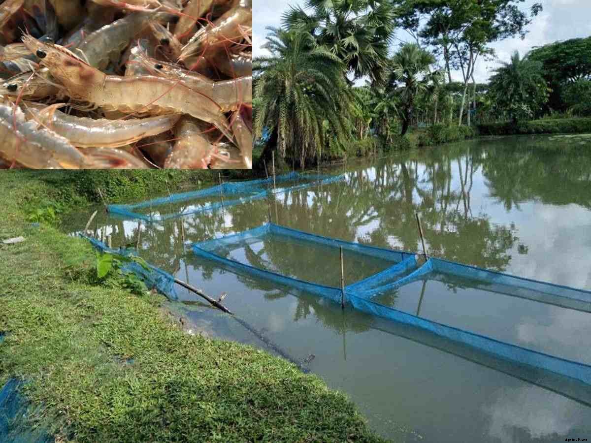 Aquaculture Subsidy, Loan, Eligibility, License, Schemes