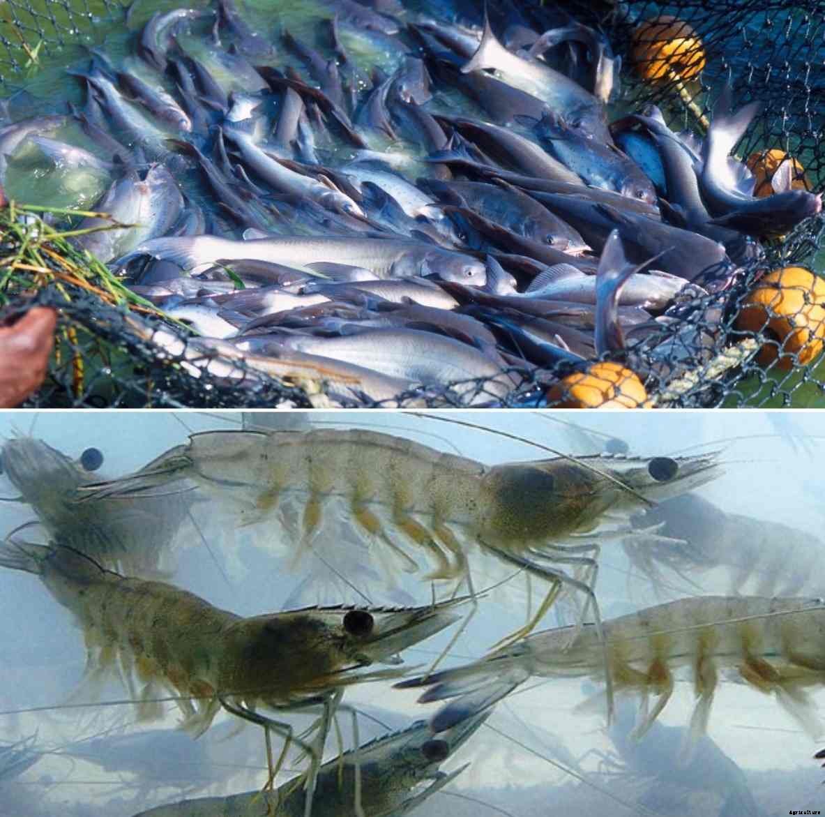 Aquaculture Subsidy, Loan, Eligibility, License, Schemes