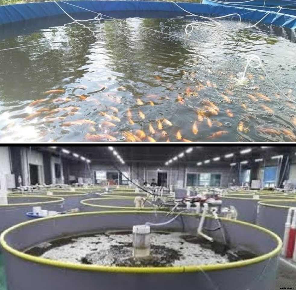 Cost of Biofloc Farming, Biofloc Setup Cost, Disadvantages