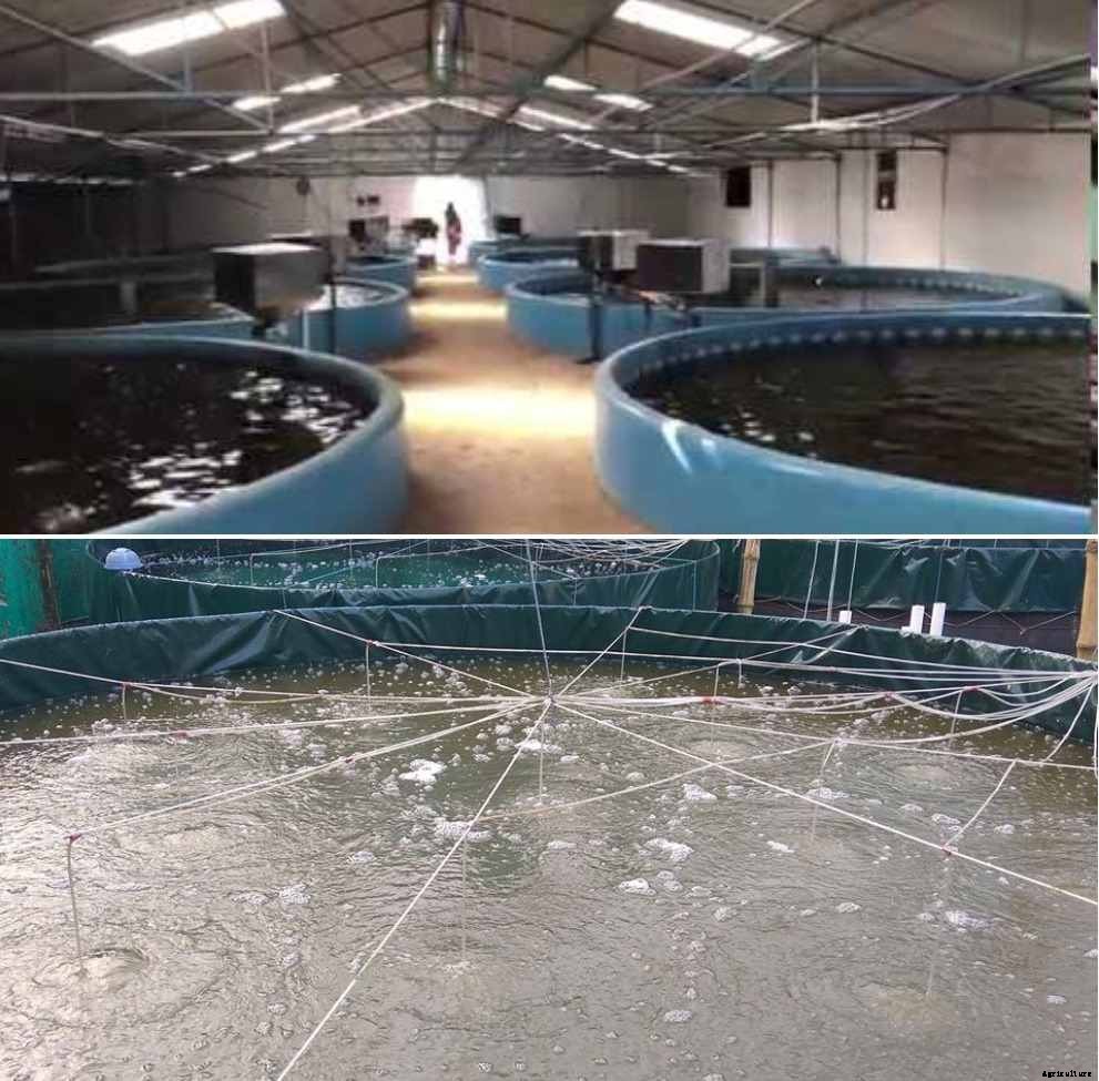 Cost of Biofloc Farming, Biofloc Setup Cost, Disadvantages