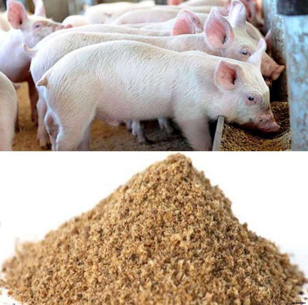 Pig Feed Formulation; Types of Pig Feed – A Full Guide