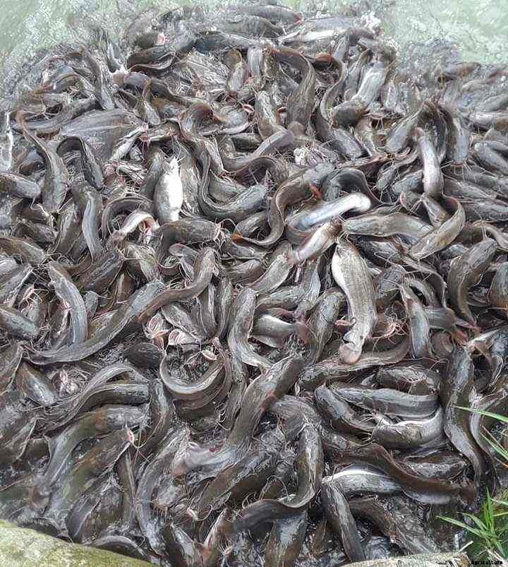 Fish Farming License, Guidelines, Permission in India