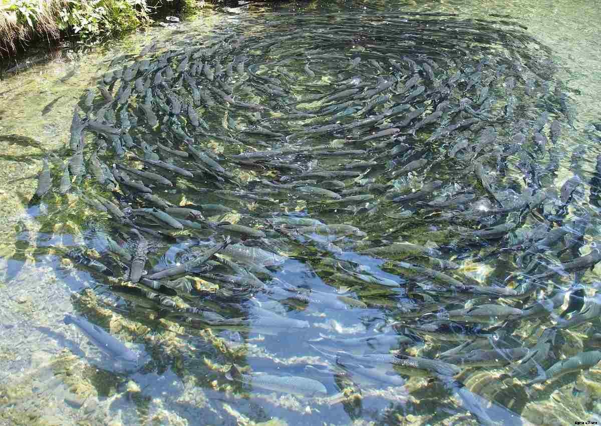 Fish Farming License, Guidelines, Permission in India