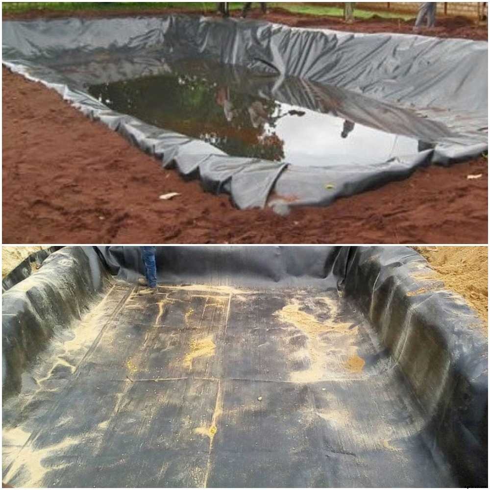 Fish Pond Setup Guide; Suitable Pond Fish Species