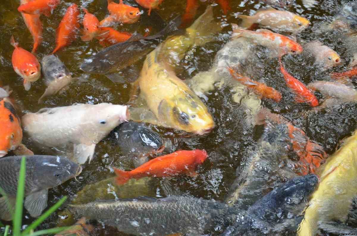 Fish Pond Setup Guide; Suitable Pond Fish Species