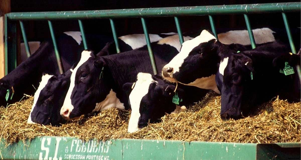 Dairy Farm License in India, Rules, Guidelines, Permissions