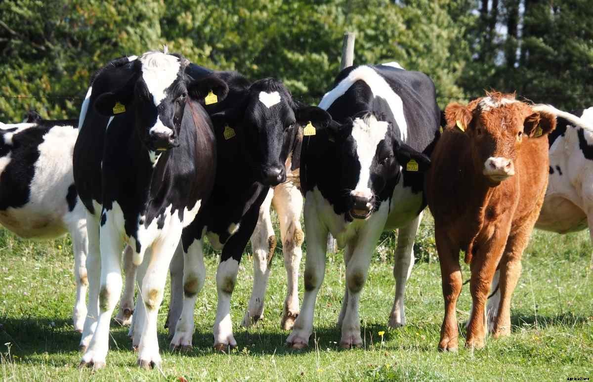 Dairy Farm License in India, Rules, Guidelines, Permissions