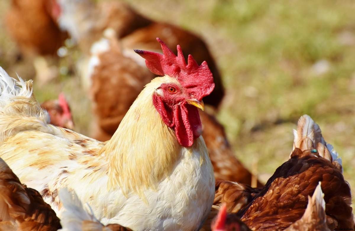 Poultry License in India, Poultry Permission, Guidelines