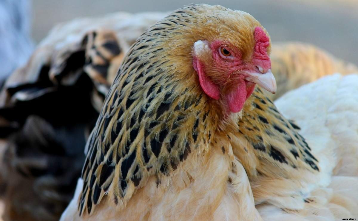 Poultry License in India, Poultry Permission, Guidelines