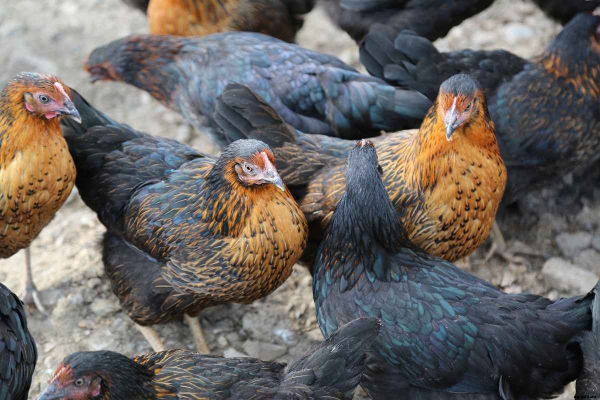 Poultry License in India, Poultry Permission, Guidelines