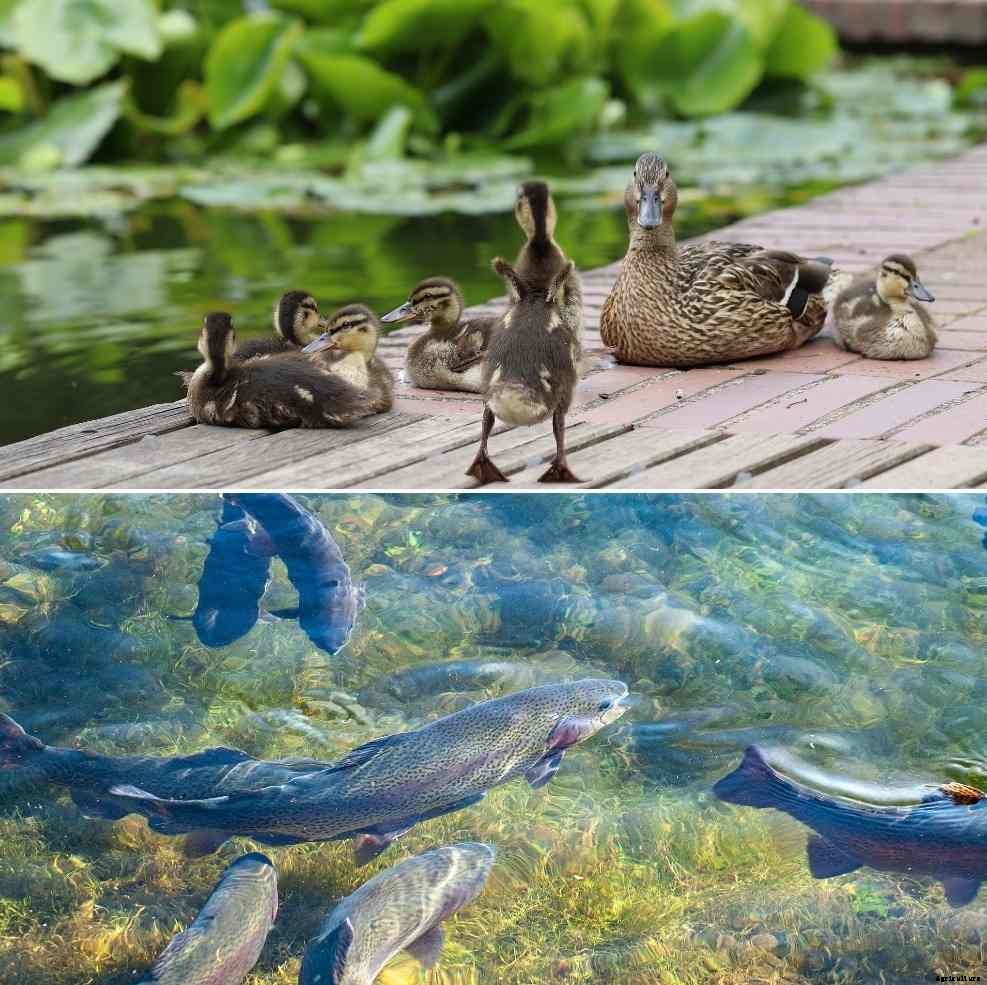 Integrated Fish Duck Farming, Duck Dropping as Manure