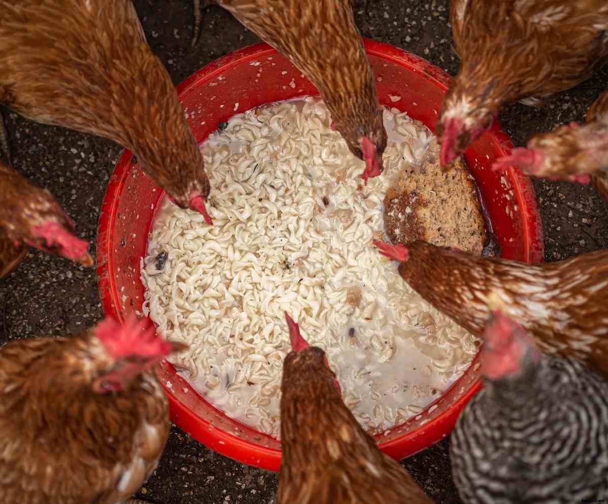 Poultry Feed Ingredients, Types of Poultry Feed Guide