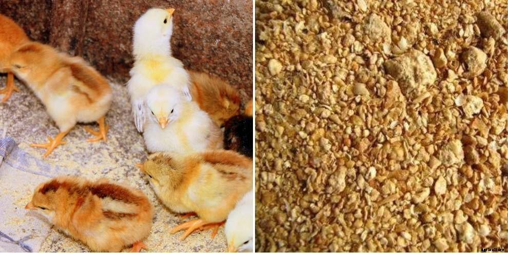 Layer Poultry Feed Formulation in India – A Full Guide