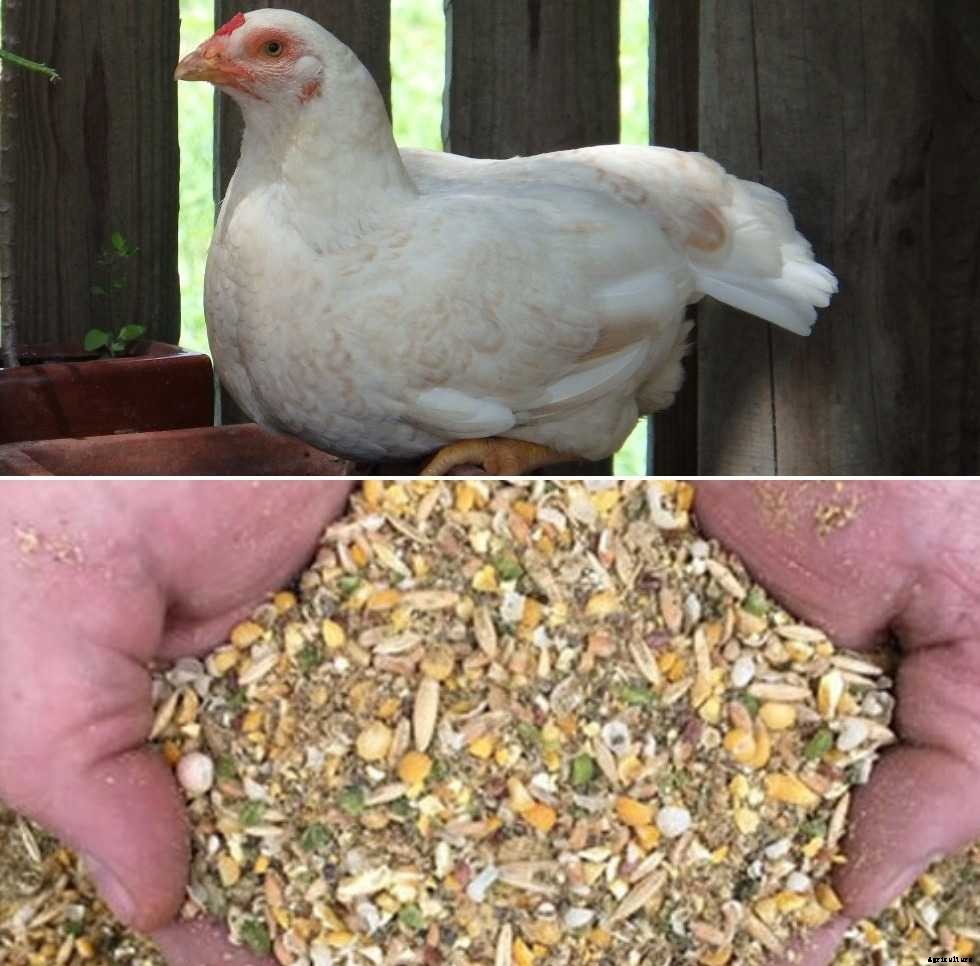 Layer Poultry Feed Formulation in India – A Full Guide